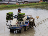 田植え2