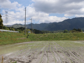 田植え1